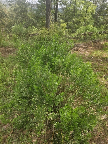 Baccharis heterophylla