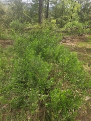 Baccharis heterophylla