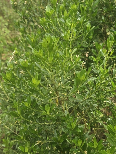 Baccharis heterophylla, photograph 2