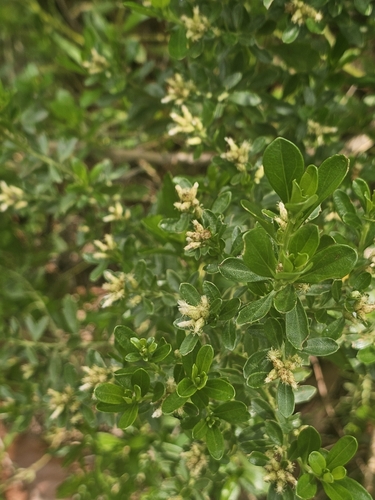 Baccharis heterophylla, photograph 4