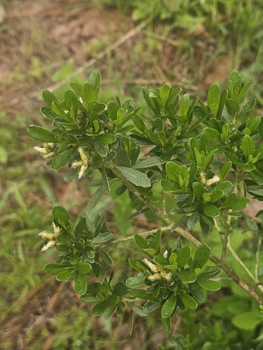 Baccharis heterophylla, photograph 5