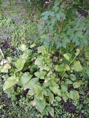 Ligularia subsagittata