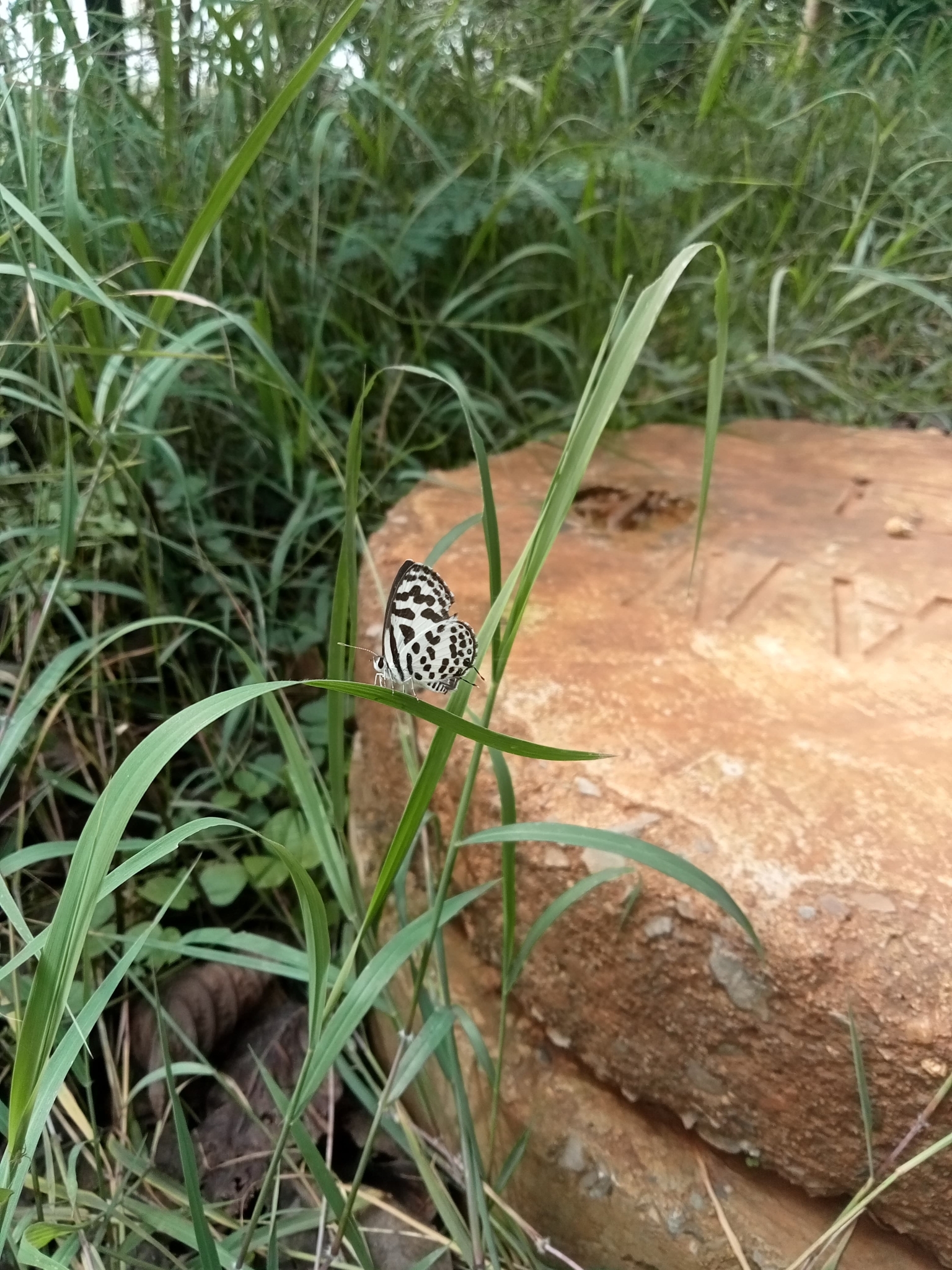 Common Pierrot
