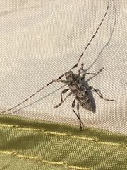 Acanthocinus pusillus