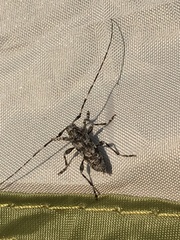 Acanthocinus pusillus