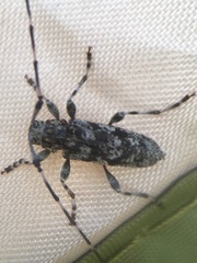 Acanthocinus pusillus