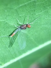 Baetis intercalaris
