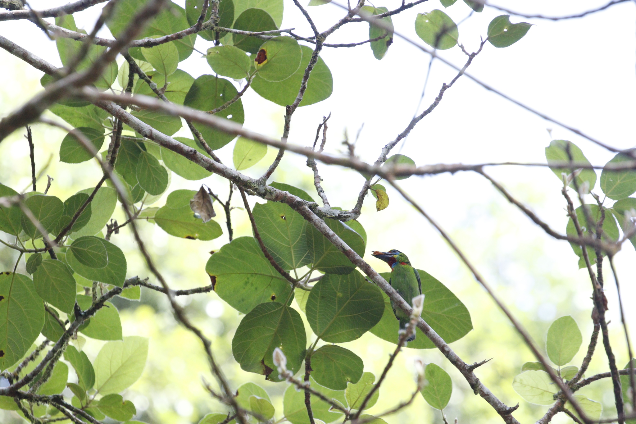 Red-throated Barbet (Psilopogon mystacophanos), photo 5