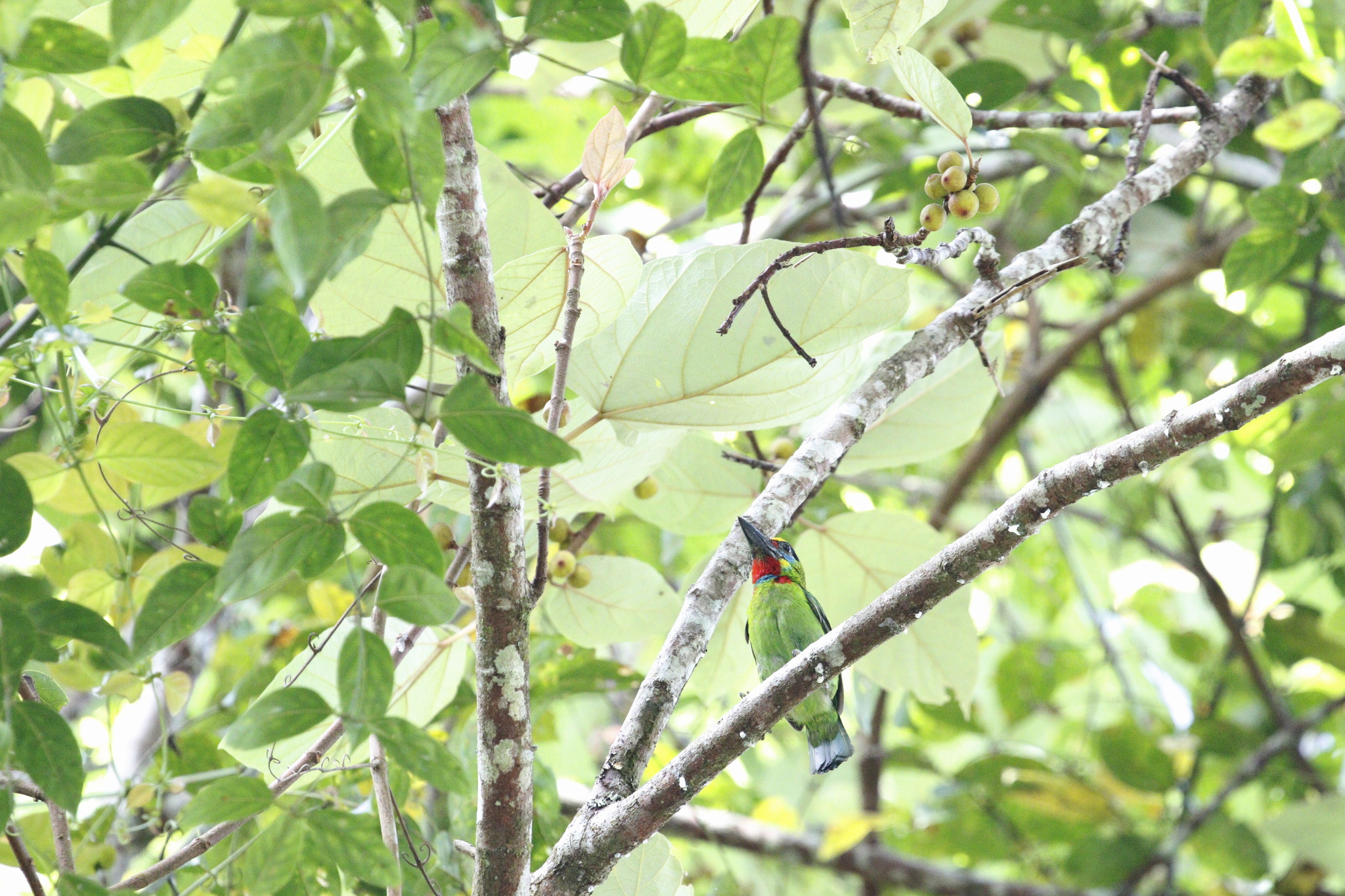 Red-throated Barbet (Psilopogon mystacophanos), photo 3
