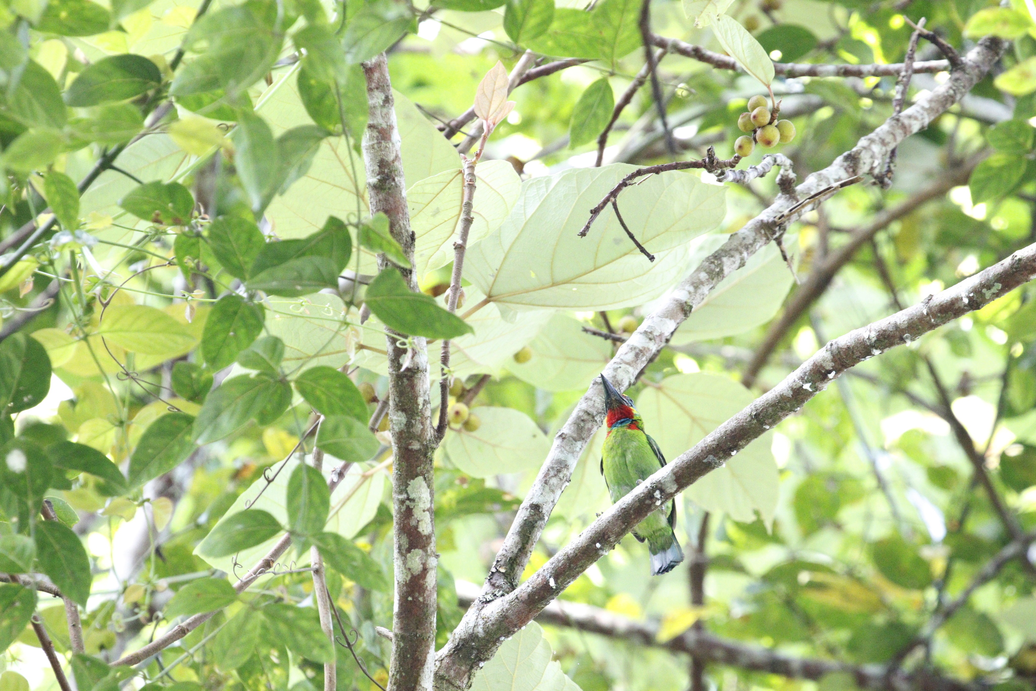 Red-throated Barbet (Psilopogon mystacophanos), photo 4