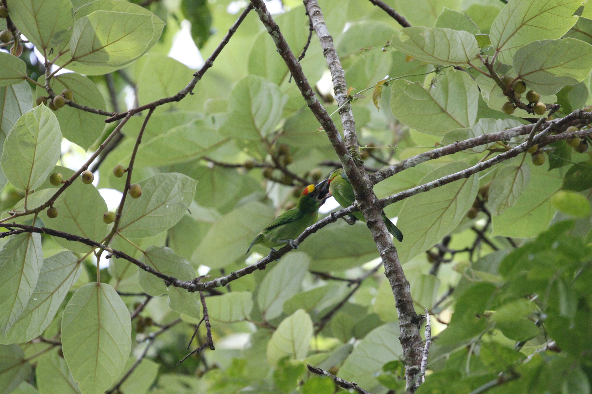Red-throated Barbet (Psilopogon mystacophanos), photo 7