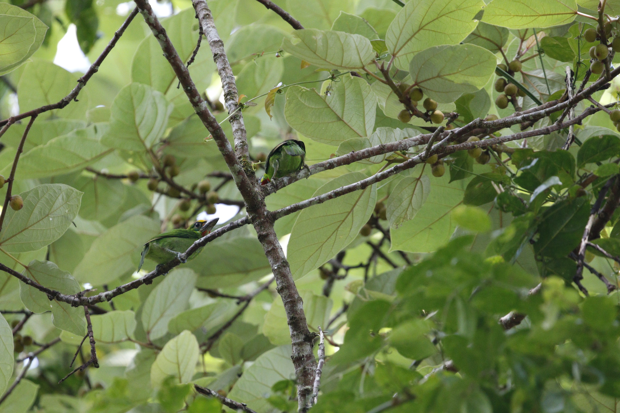 Red-throated Barbet (Psilopogon mystacophanos), photo 6