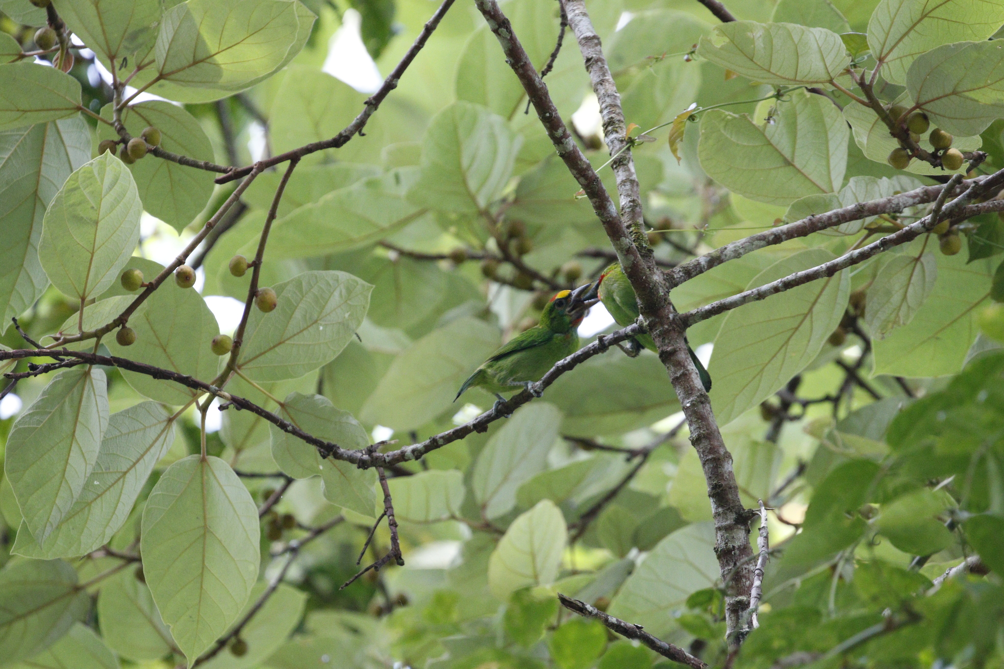 Red-throated Barbet (Psilopogon mystacophanos), photo 8