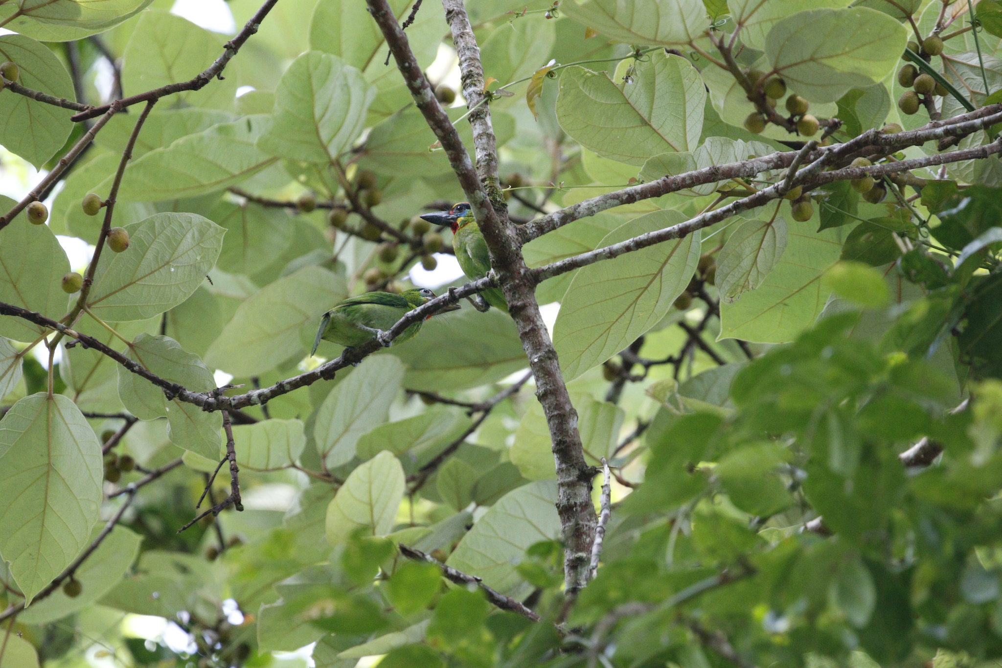 Red-throated Barbet (Psilopogon mystacophanos), photo 10