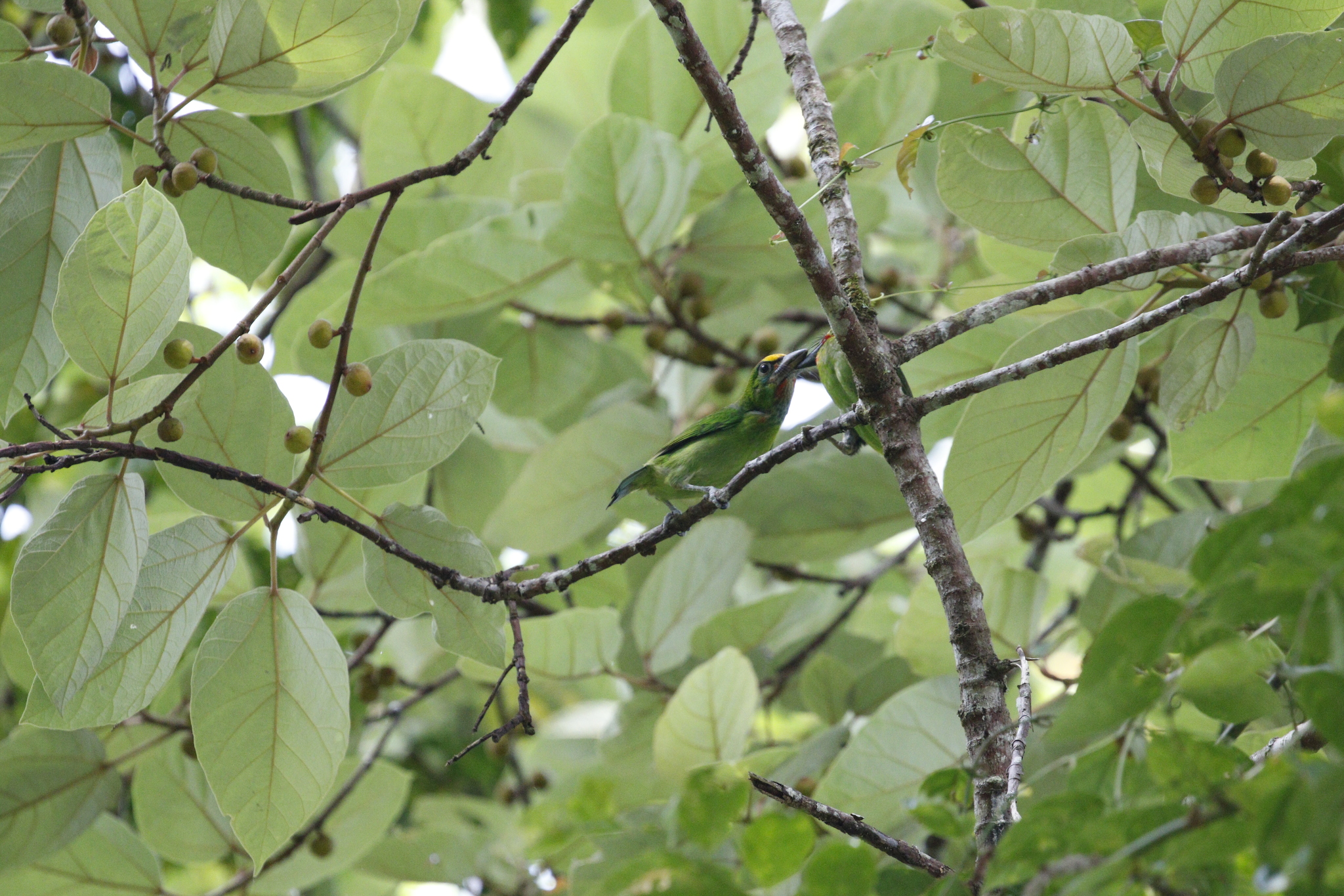 Red-throated Barbet (Psilopogon mystacophanos), photo 9