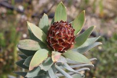 Leucadendron daphnoides