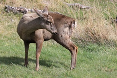 Hippocamelus bisulcus