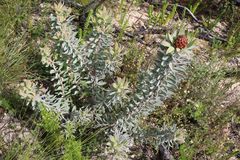 Leucadendron daphnoides