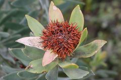 Leucadendron daphnoides