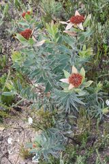 Leucadendron daphnoides