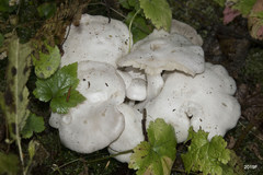Clitocybe dilatata