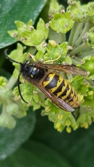 Vespula