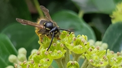 Vespula