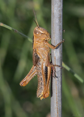 Eyprepocnemis plorans