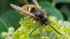 Vespula