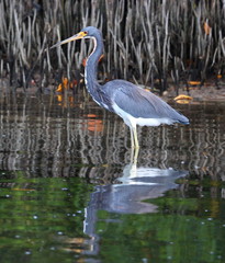 Egretta tricolor image