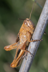 Eyprepocnemis plorans