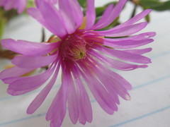 Lampranthus peacockiae