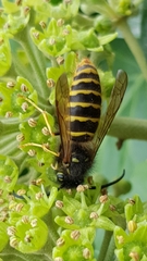 Vespula