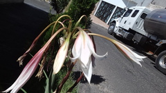 Liliopsida