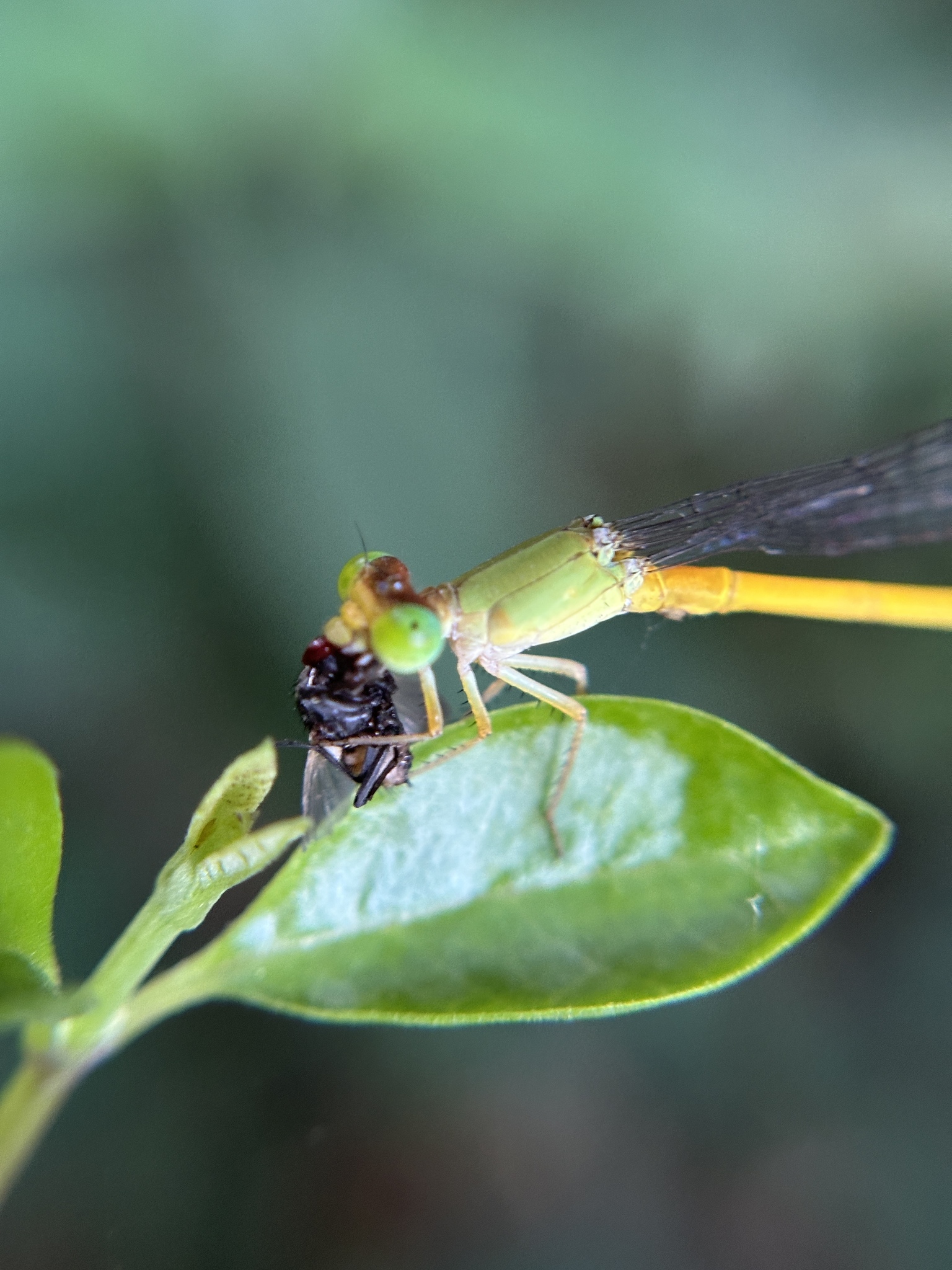 Coromandel Marsh Dart