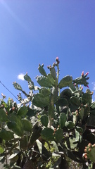 Opuntia
