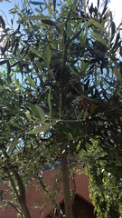 Magnoliopsida