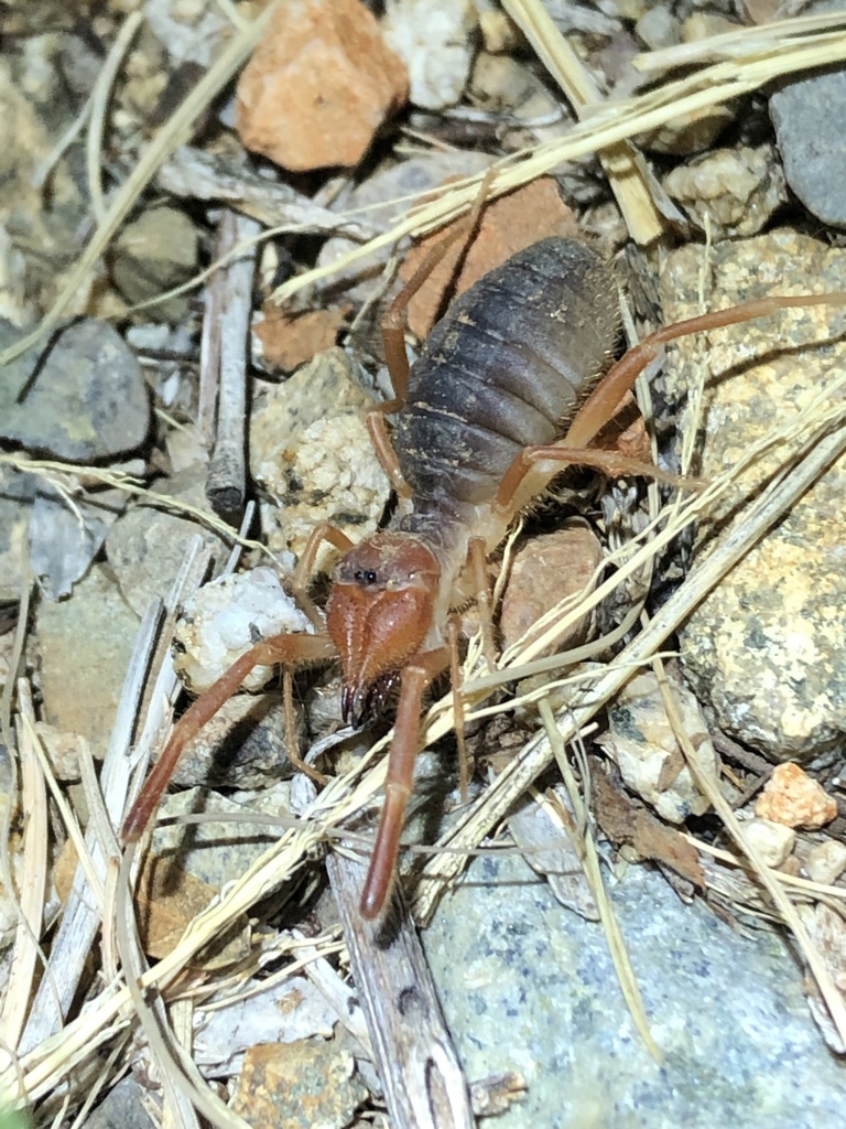 Eremobates suspectus