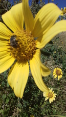 Apis mellifera