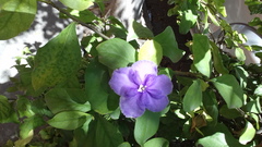 Brunfelsia pauciflora