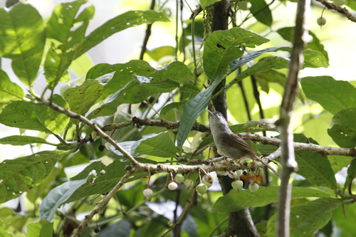 Mountain Fulvetta (Alcippe peracensis), photo 7