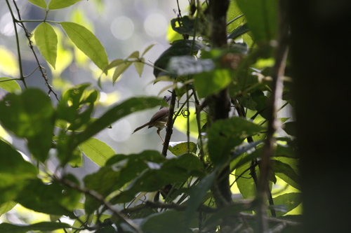 Mountain Fulvetta (Alcippe peracensis), photo 8