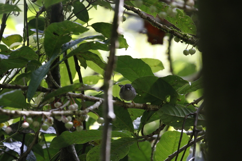 Mountain Fulvetta (Alcippe peracensis), photo 10