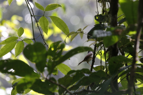 Mountain Fulvetta (Alcippe peracensis), photo 9