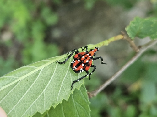 Photo of Spotted Lanternfly (Lycorma delicatula)