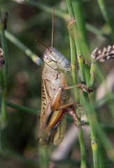 Eyprepocnemis plorans