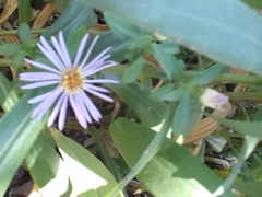 Asteraceae