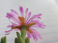 Lampranthus peacockiae