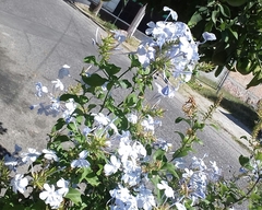 Plumbago auriculata