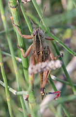 Eyprepocnemis plorans